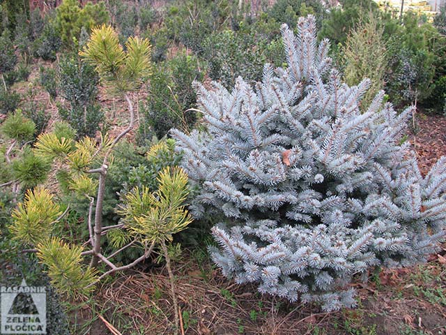 Loptasta plava smrča Picea pungens 'Glauca Globosa'